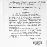 Pucciniastrum potentillae image